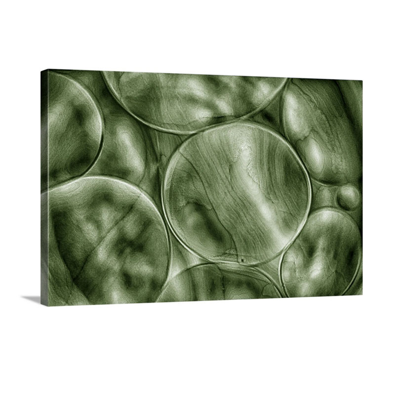 Green Cells Wall Art - Canvas - Gallery Wrap