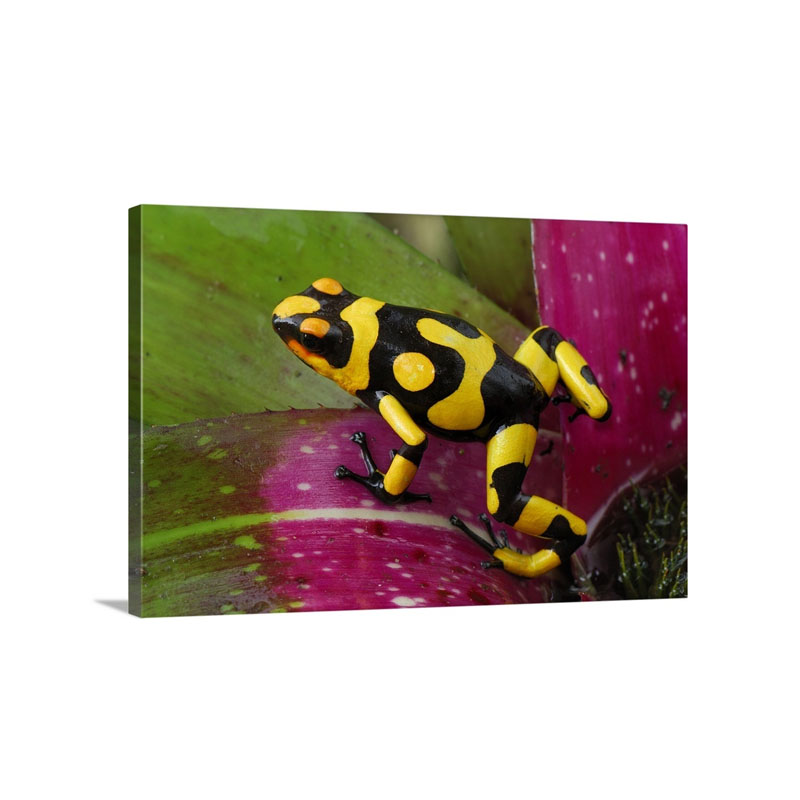 Harlequin Poison Dart Frog On Bromeliad Cauca,Colombia Wall Art - Canvas - Gallery Wrap