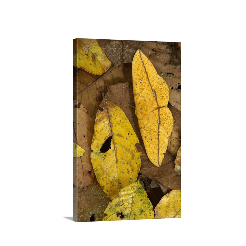 Imperial Moth Eacles Imperialis Camouflaged In Leaf Litter In Rainforest Wall Art - Canvas - Gallery Wrap