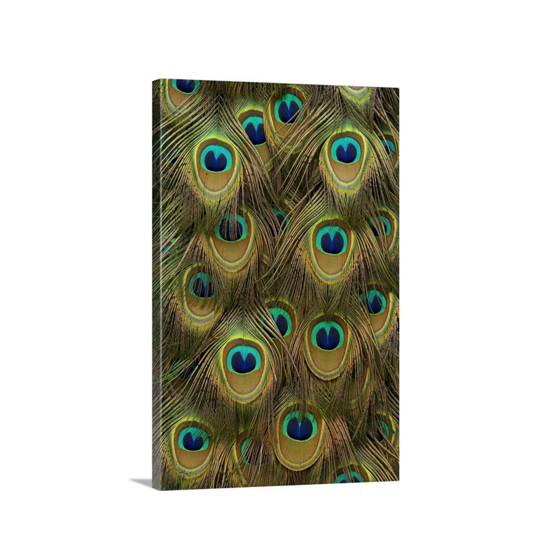 Indian Peafowl Male Feathers Wall Art - Canvas - Gallery Wrap