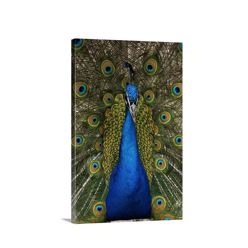 Indian Peafowl Male In Full Display Wall Art - Canvas - Gallery Wrap
