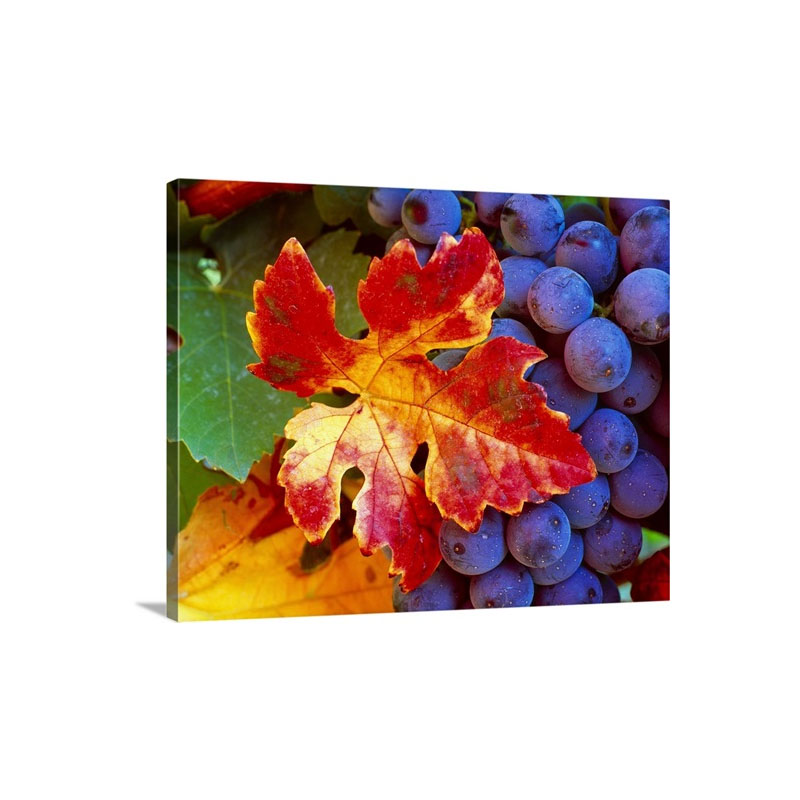 Italy Grapes Wall Art - Canvas - Gallery Wrap