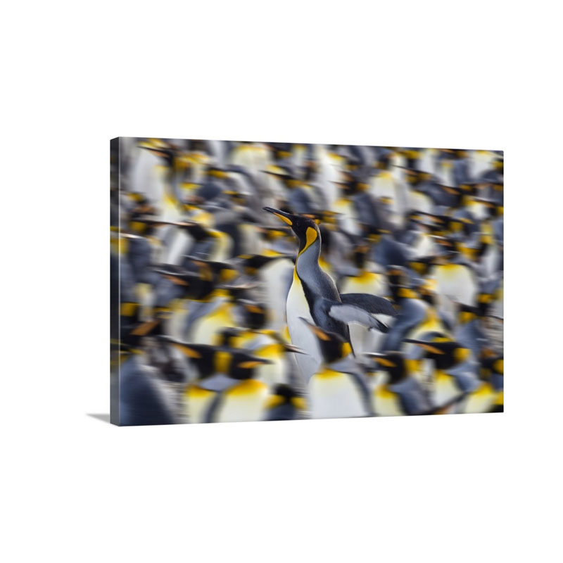 King Penguin Running In Colony Gold Harbor South Georgia Island Wall Art - Canvas - Gallery Wrap
