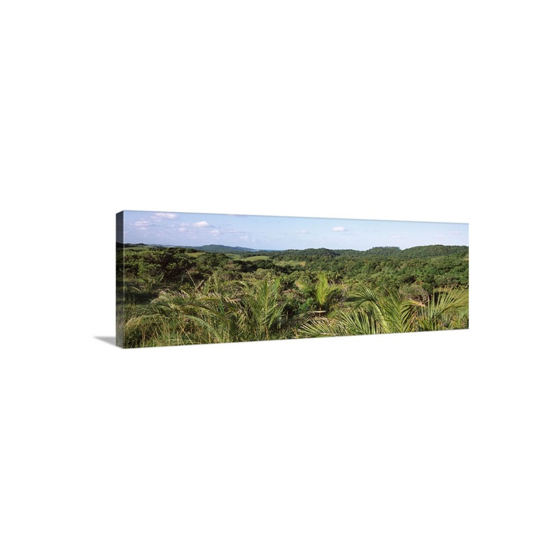 Lala Palms In Field Maputaland Coastal Forest Mosaic South Africa Wall Art - Canvas - Gallery Wrap