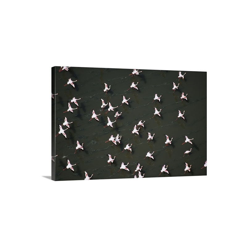 Lesser Flamingo Flock Taking Flight From The Surface Of A Lake Kenya Wall Art - Canvas - Gallery Wrap