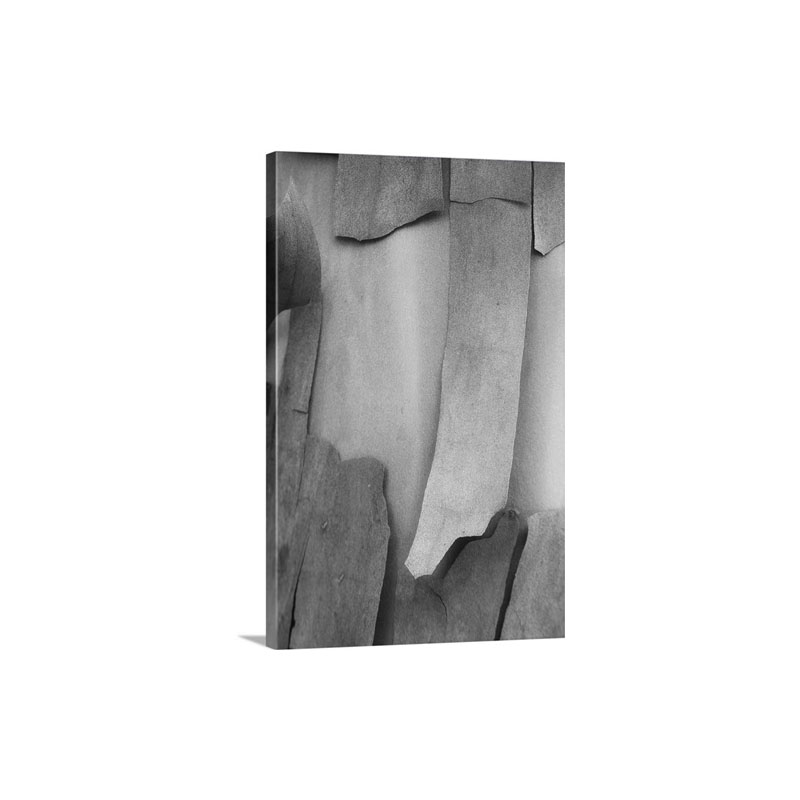 Madrone Mosaic I BW Wall Art - Canvas - Gallery Wrap