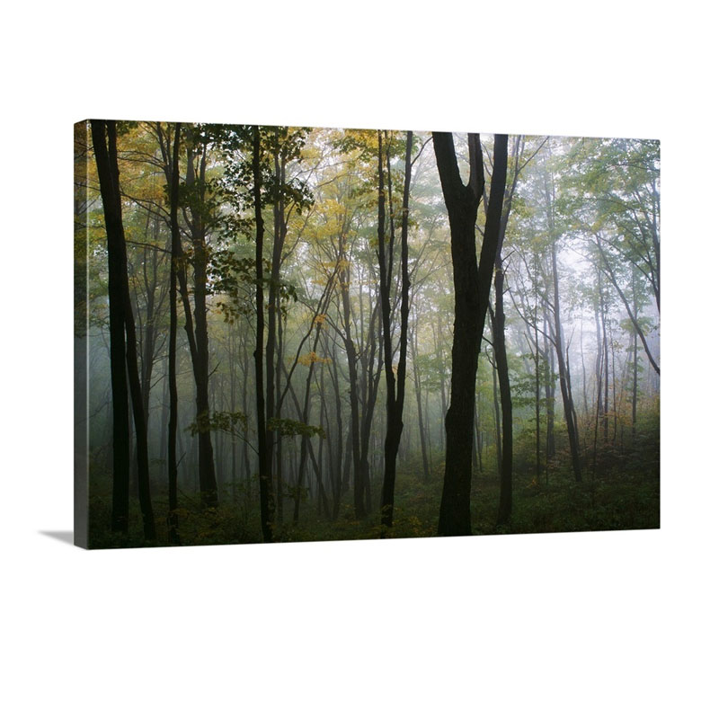 Misty Forest In Autumn Wall Art - Canvas - Gallery Wrap