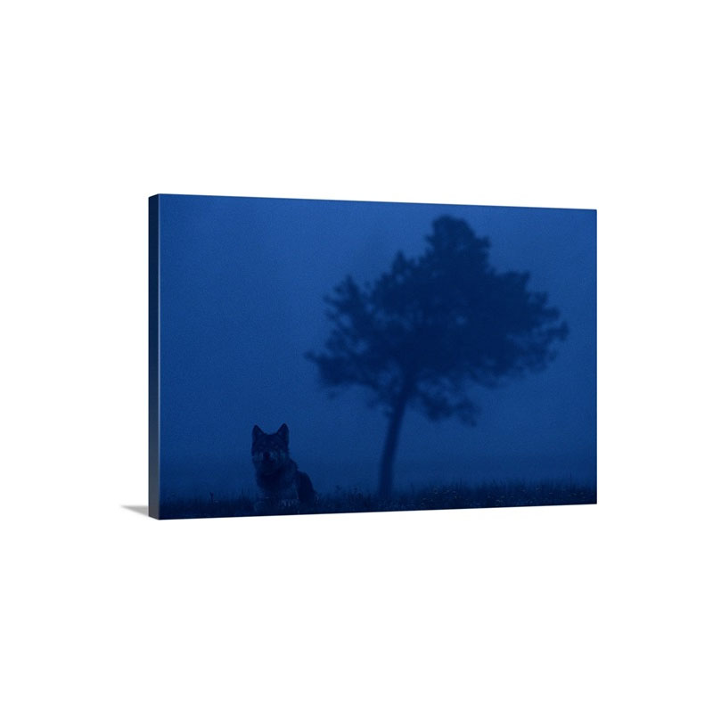 Misty View Of A Gray Wolf Sitting Near A Tree Yellowstone National Park Wyoming Wall Art - Canvas - Gallery Wrap