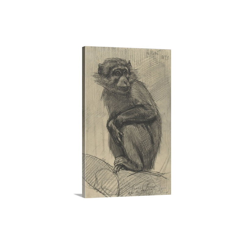 Monkey On A Branch By August Allebe 1879 Dutch Drawing Chalk On Paper Wall Art - Canvas - Gallery Wrap