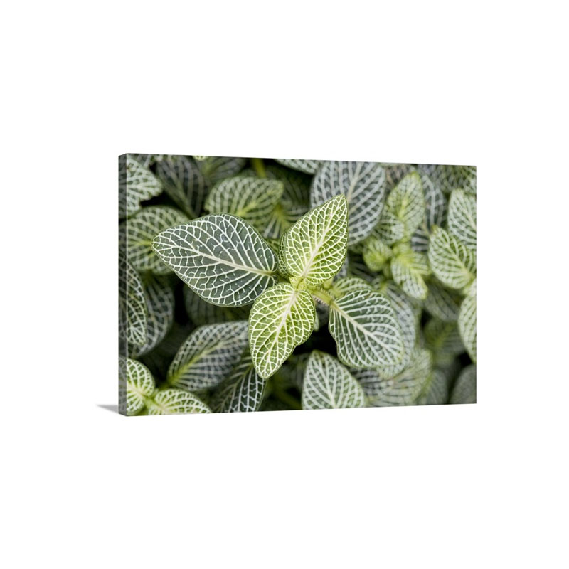 Mosaic Plant Fittonia Albivenis leaves Wall Art - Canvas - Gallery Wrap