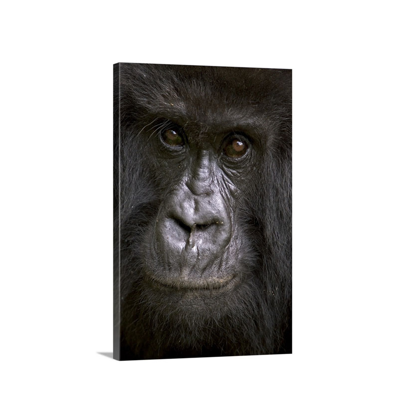 Mountain Gorilla Wall Art - Canvas - Gallery Wrap