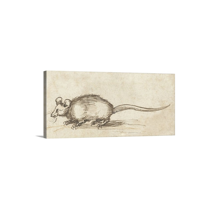 Mouse By Albrecht Durer C 1480 1520 German Drawing Pen And Ink On Paper Wall Art - Canvas - Gallery Wrap