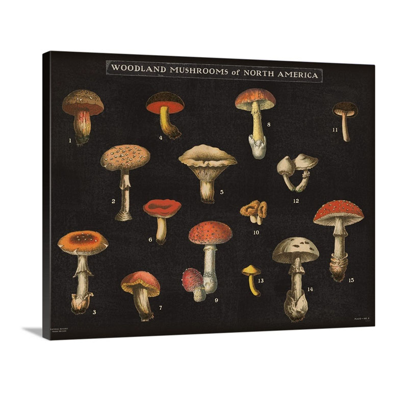 Mushroom Chart I Wall Art - Canvas - Gallery Wrap