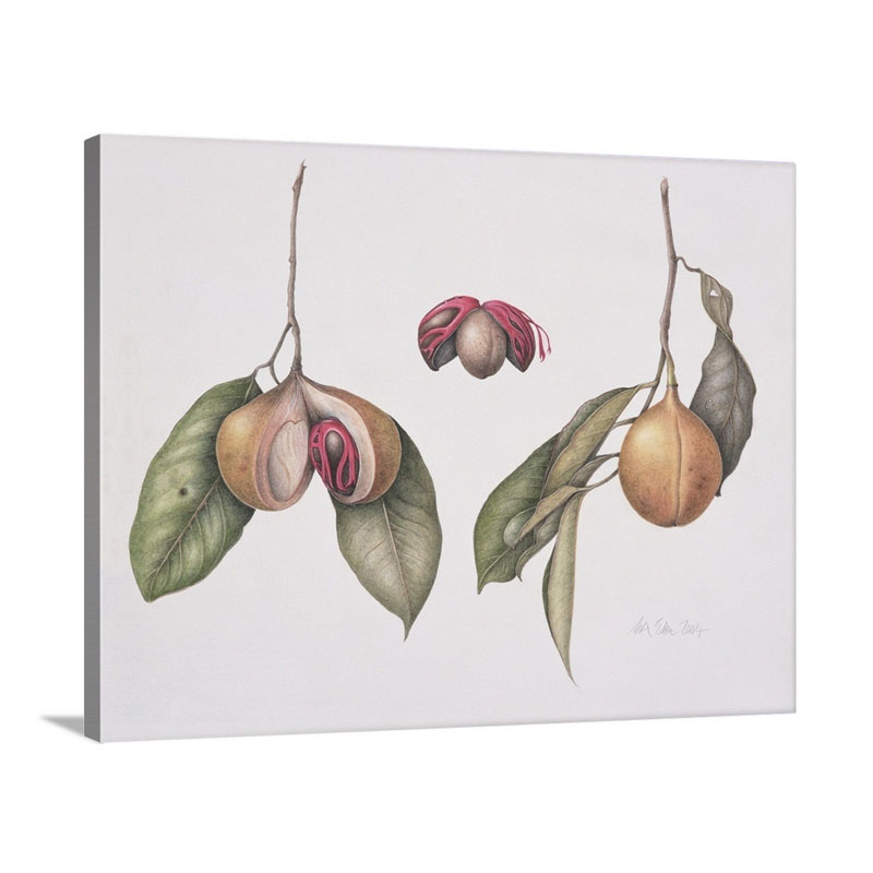 Nutmeg Wall Art - Canvas - Gsallery Wrap