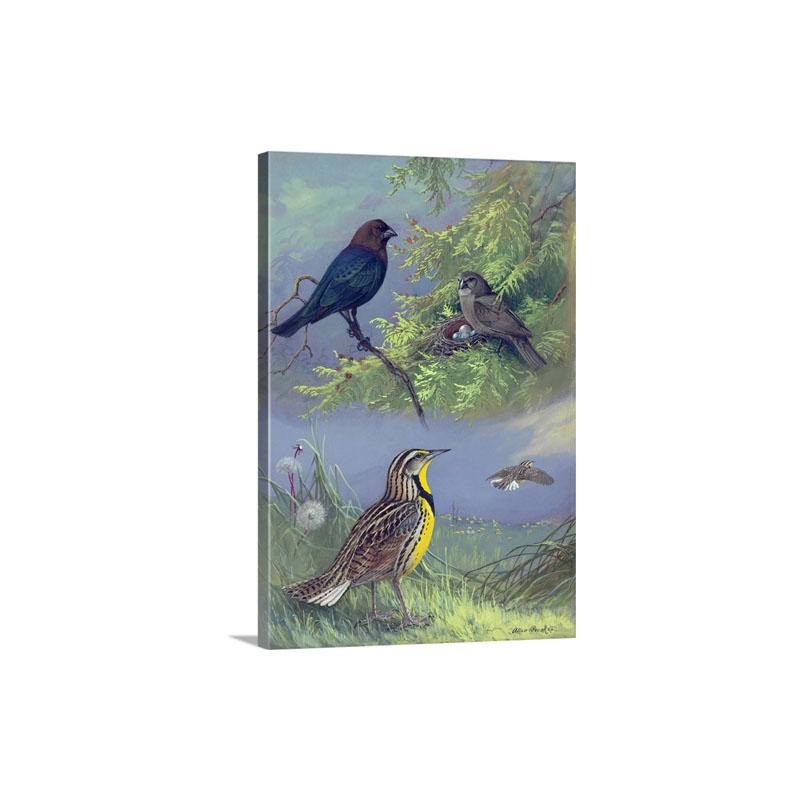 Painting Of An Eastern Cowbird Pair And Eastern Meadowlarks Wall Art - Canvas - Gallery Wrap