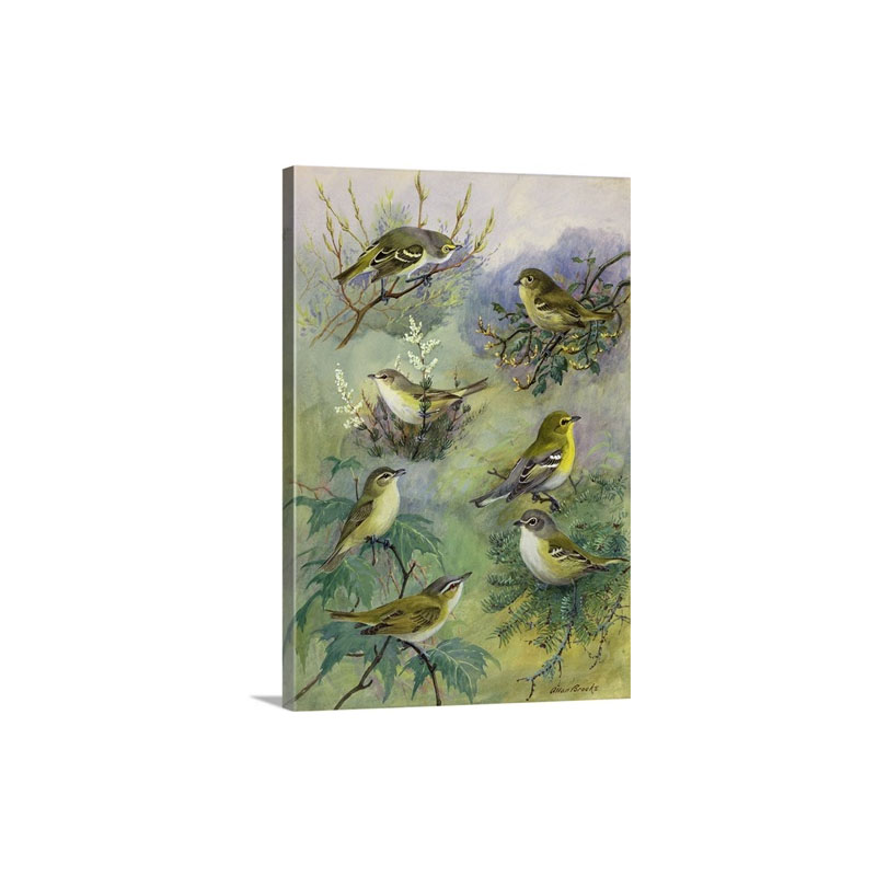 Painting Of Several Species Of Vireos Sitting On Tree Branches Wall Art - Canvas - Gallery Wrap