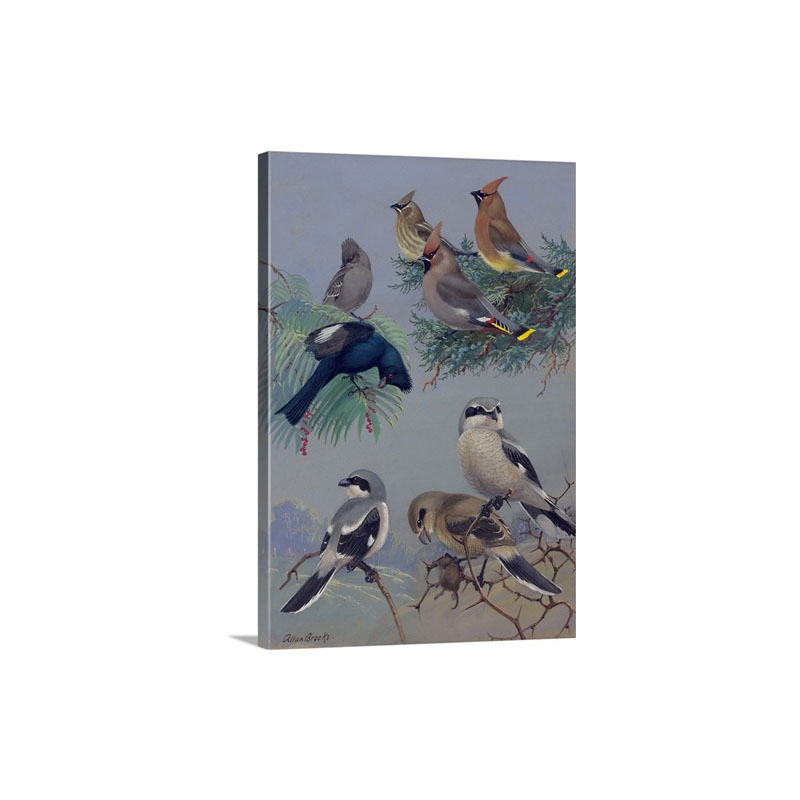 Painting Of Songbirds Including Shrikes Waxwings And Phainopeplas Wall Art - Canvas - Gallery Wrap