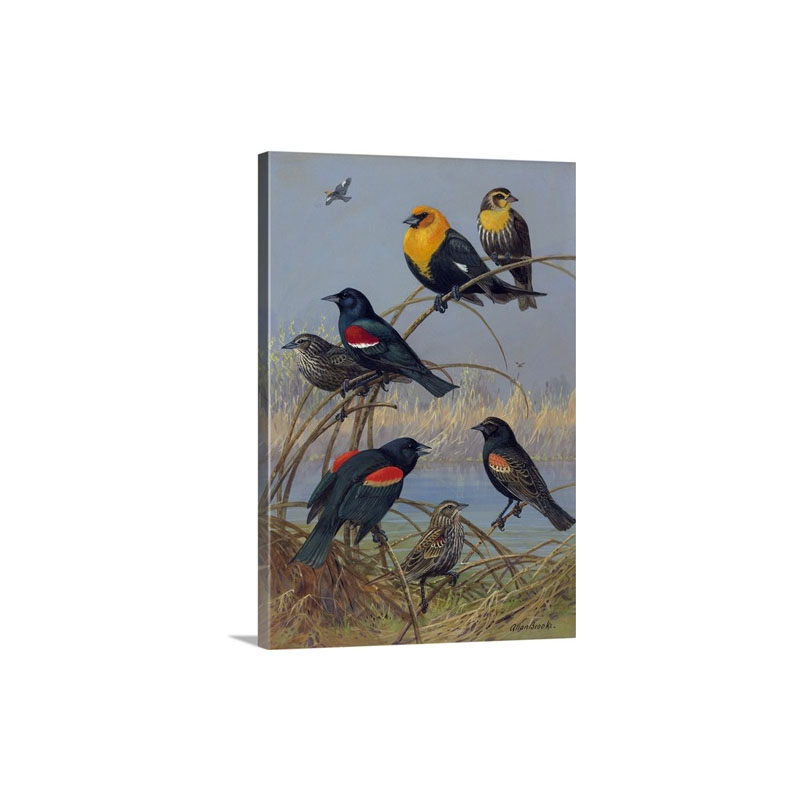 Painting Of Various Blackbirds From Across The United States Wall Art - Canvas - Gallery Wrap