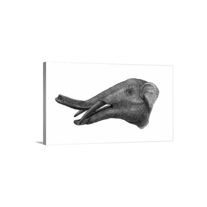Pencil Drawing Of Gomphotherium Wall Art - Canvas - Gallery Wrap