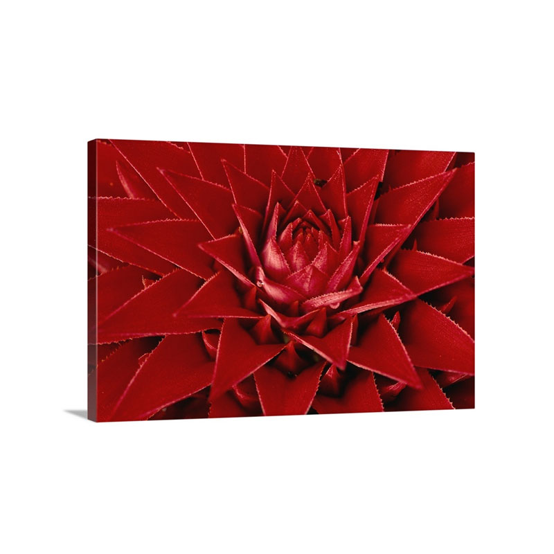Pingwing Bromeliad Enormous Flower Belonging To The Pineapple Family Wall Art - Canvas - Gallery Wrap