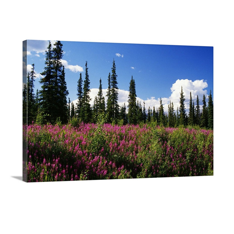 Pink Fireweed Flowers Blooming In Forest Clearing Alaska Wall Art - Canvas - Gallery Wrap
