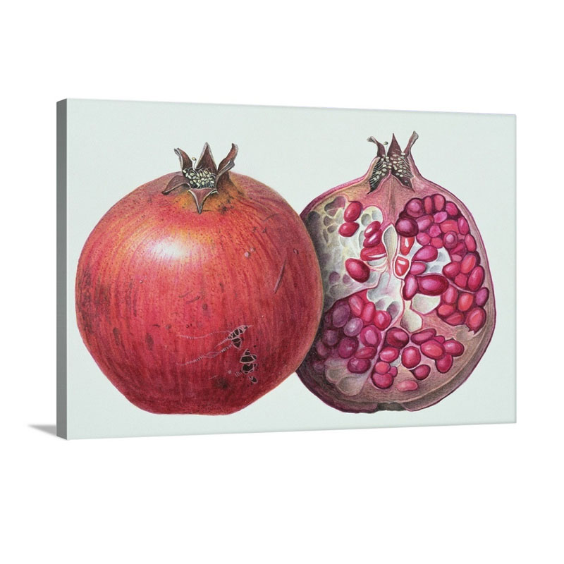 Pomegranate 1995 Wall Art - Canvas - Gallery Wrap