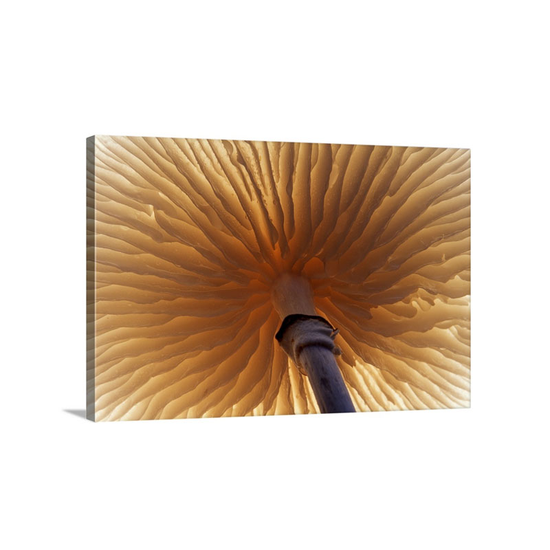 Porcelain Mushroom Or Poached Egg Fungus Detail Of Gills On The Underside Europe Wall Art - Canvas - Gallery Wrap