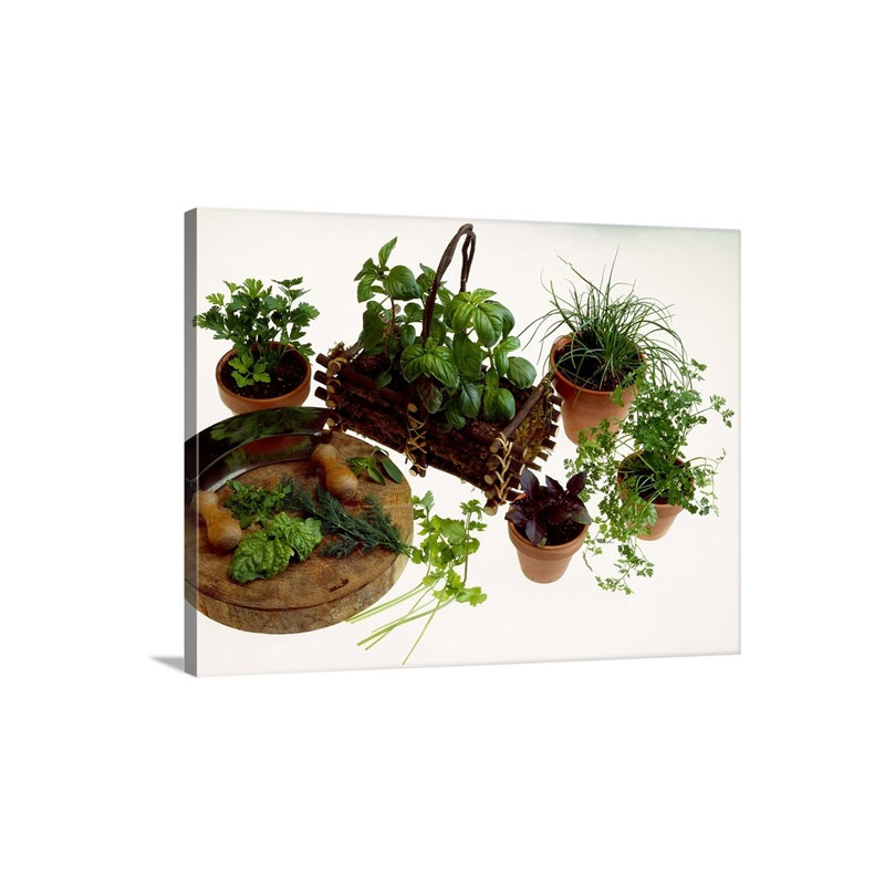Potted Herbs Wall Art - Canvas - Gallery Wrap