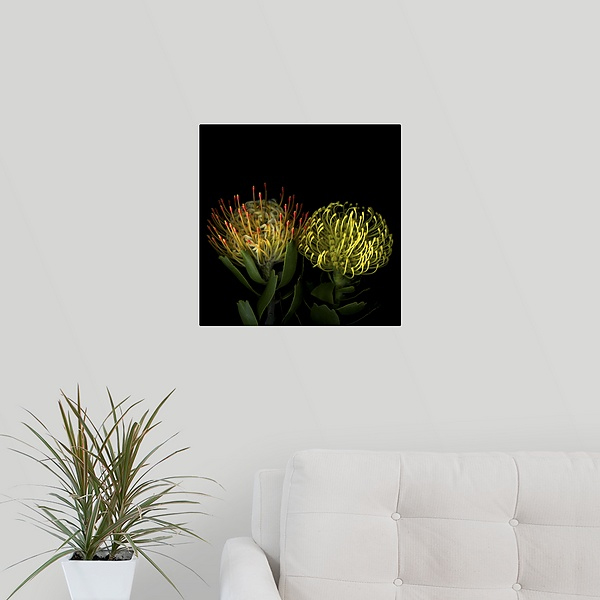 Protea V I I