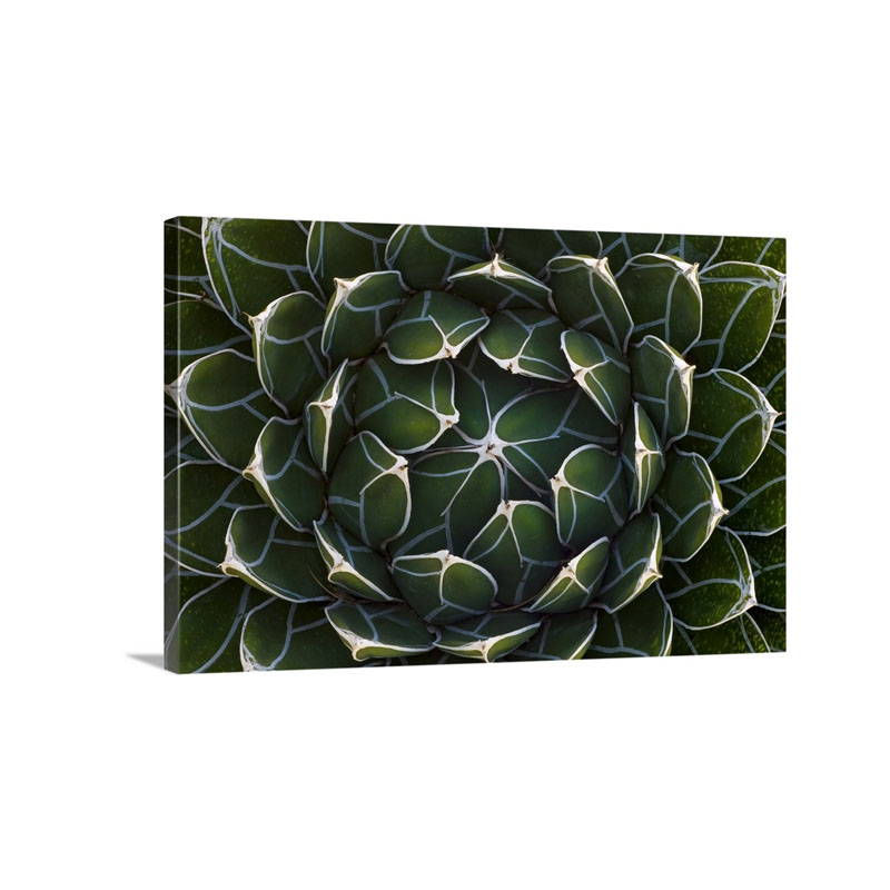 Queen Victoria's Agave Agave Victoriae Reginae Saguaro National Park Arizona Wall Art - Canvas - Gallery Wrap