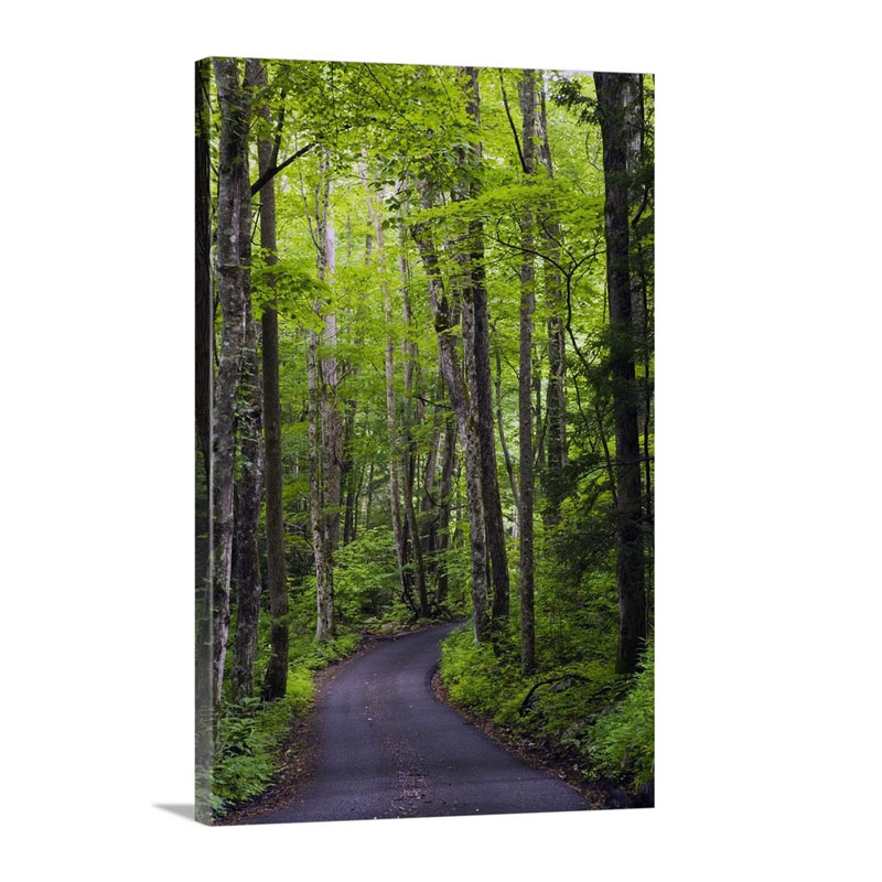 Roaring Fork Road Winding Through Spring Forest Great Smoky Mountains National Park Tennessee Wall Art - Canvas - Gallery Wrap