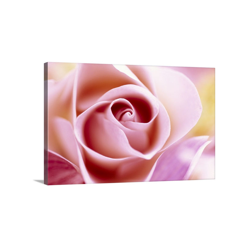 Rose Rosa Sp Close Up Of Pink Flower In A Bouquet North America And Europe Wall Art - Canvas - Gallery Wrap