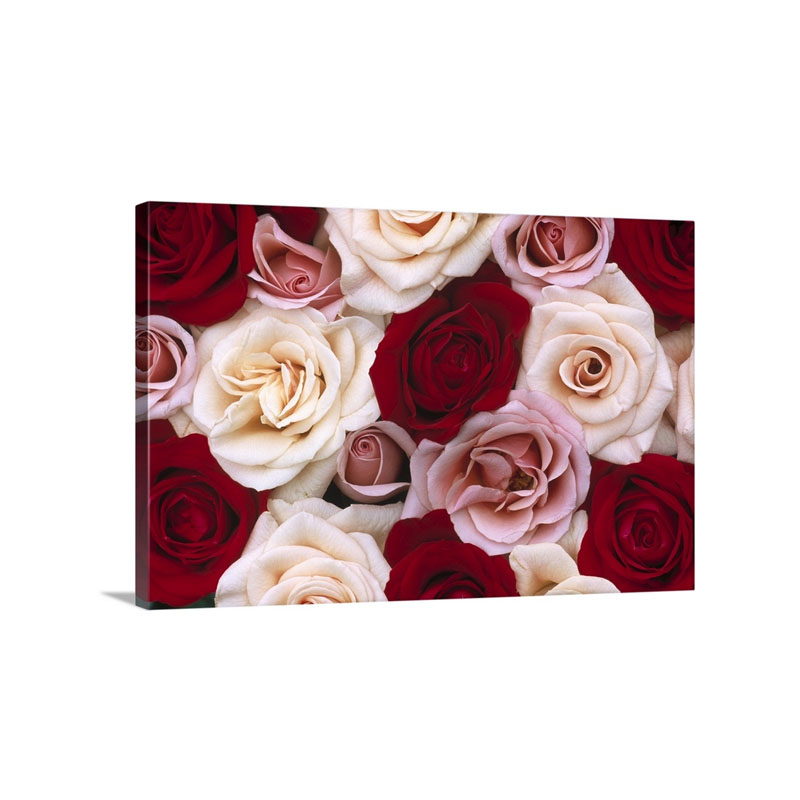 Rose Rosa Sp Flowers North America And Europe Wall Art - Canvas - Gallery Wrap