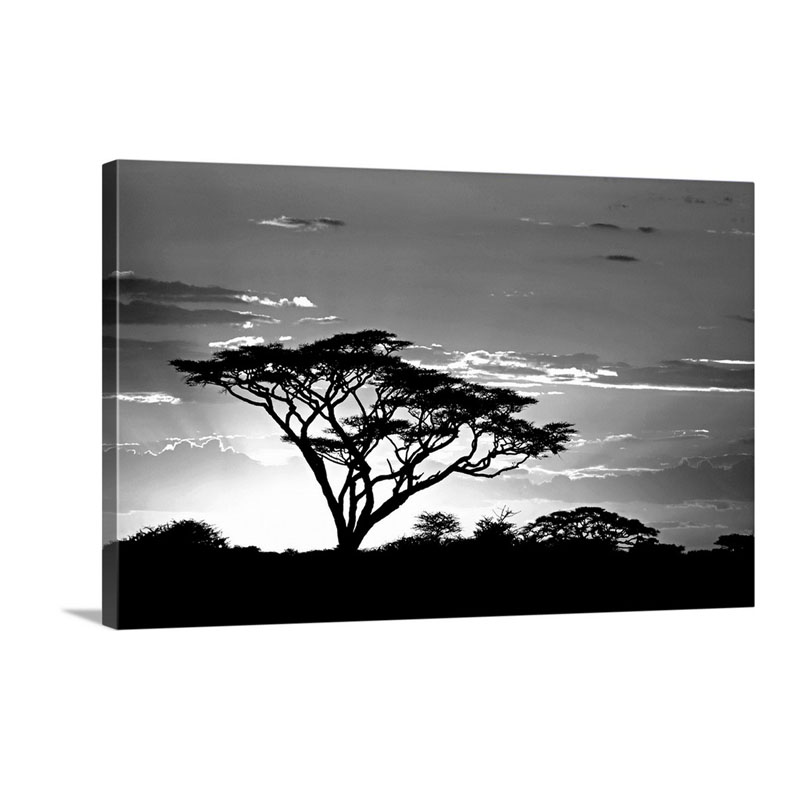 Silhouette Of Trees In A Field Ngorongoro Conservation Area Arusha Region Tanzania Wall Art - Canvas - Gallery Wrap