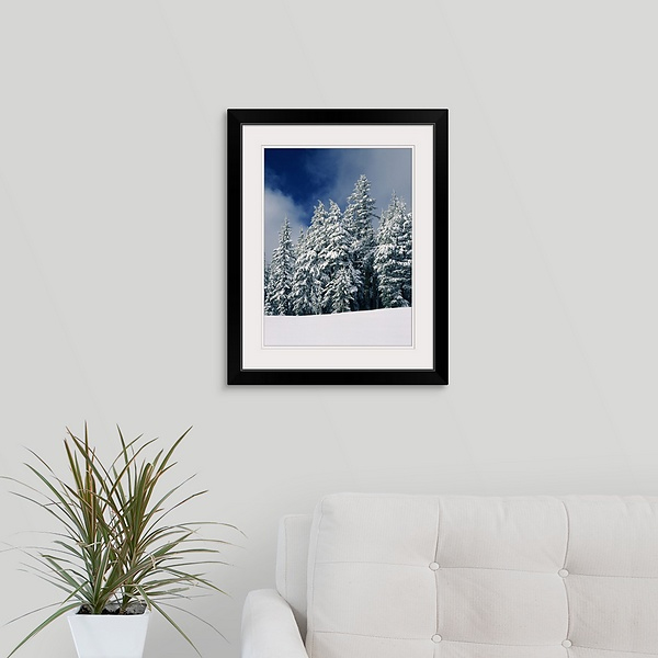 Snow Covered Western Hemlock