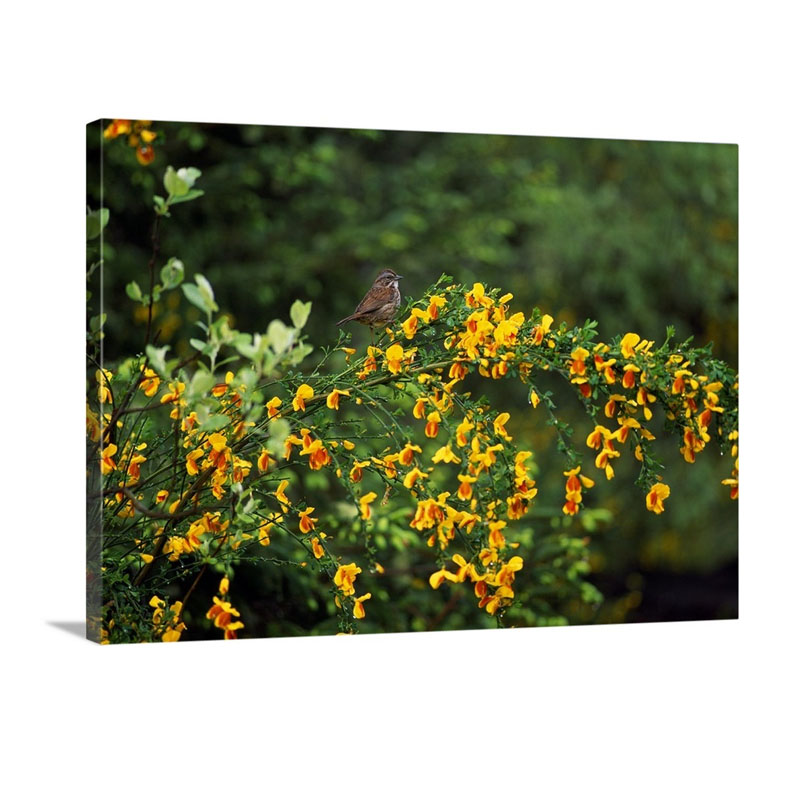 Song Sparrow Bird On Blooming Scotch Broom Plant Wall Art - Canvas - Gallery Wrap