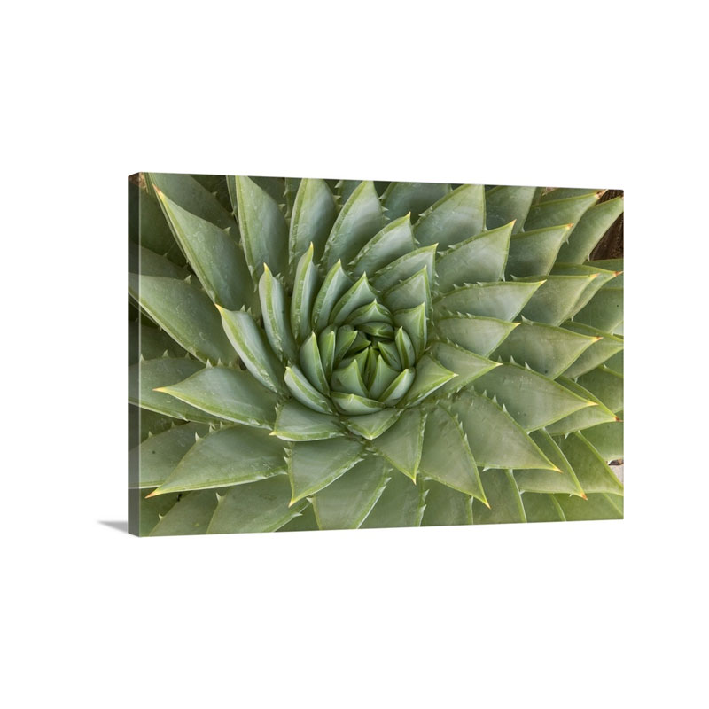 Spiral Aloe UCSC Arboretum Santa Cruz Monterey Bay California Wall Art - Canvas - Gallery Wrap