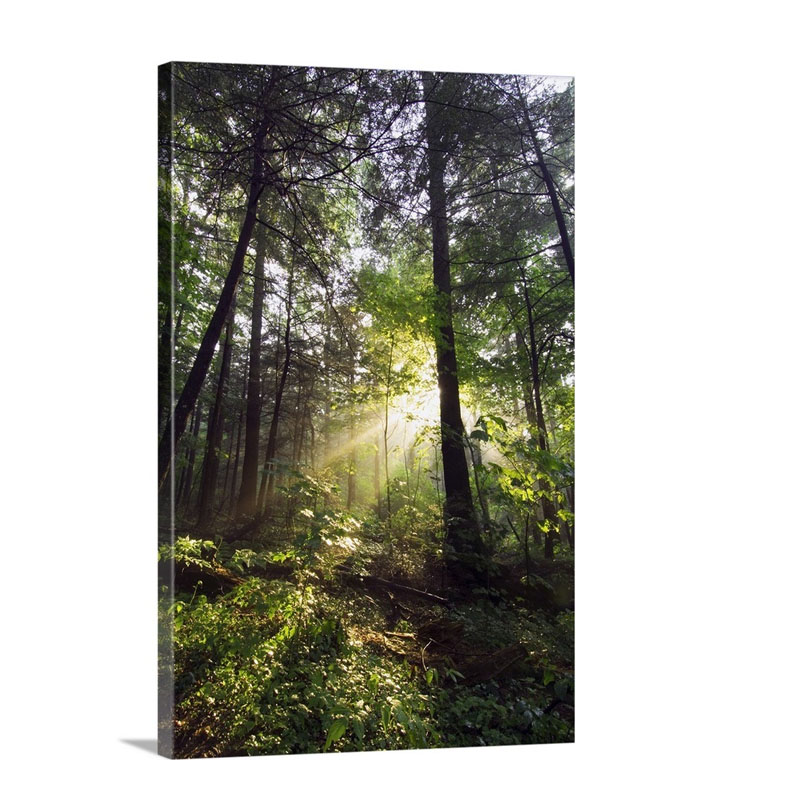 Sunbeams In Dense Forest Great Smoky Mountains National Park Tennessee Wall Art - Canvas - Gallery Wrap