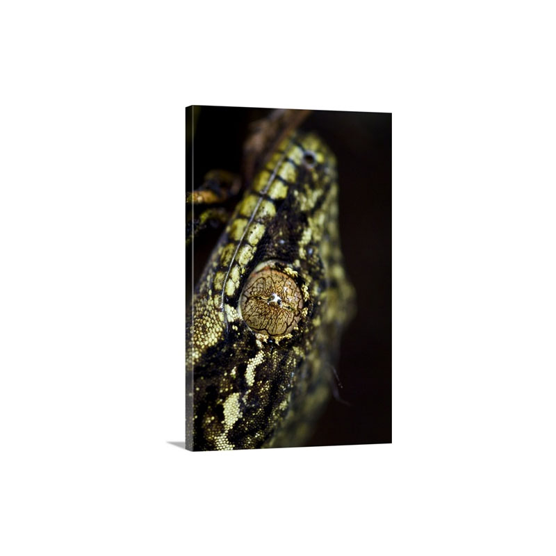 The Mosaic Eye And Pupil Of A Turnip Tailed Gecko In The Rainforest Wall Art - Canvas - Gallery Wrap