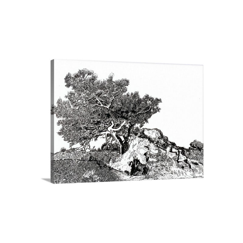 Torrey Pine Tree Drawing Wall Art - Canvas - Gallery Wrap