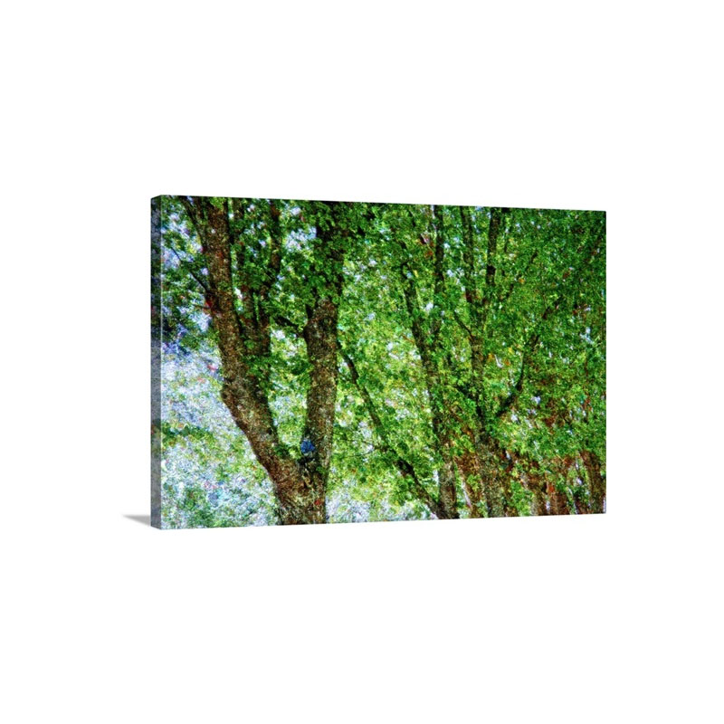 Trees Wall Art - Canvas - Gallery Wrap