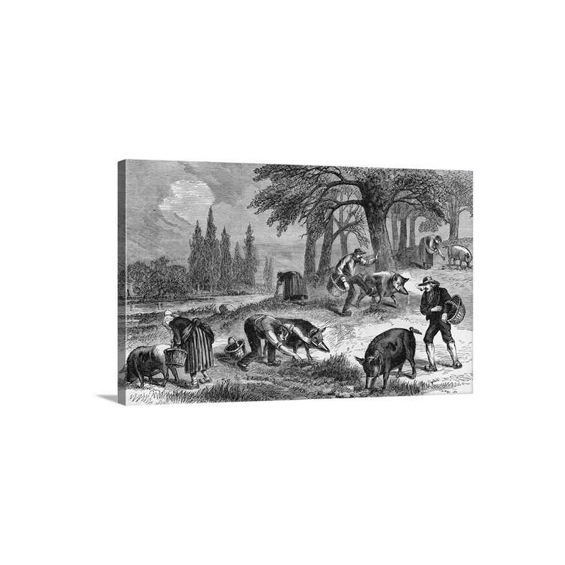 TruffleGathering In France Wall Art - Canvas - Gallery Wrap