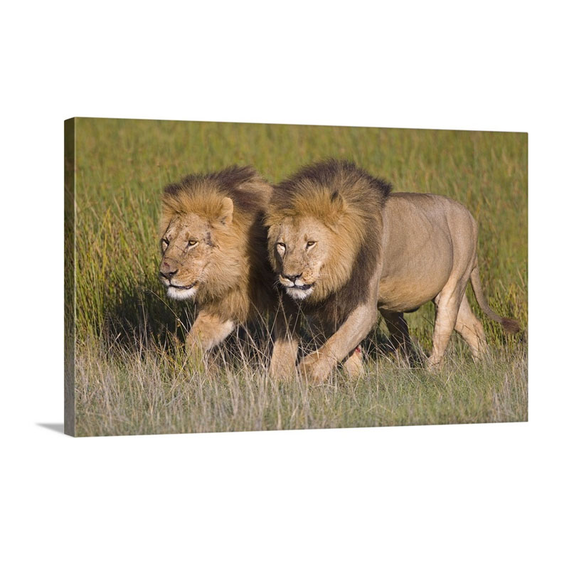 Two Lion Brothers Walking In A Forest Ngorongoro Conservation Area Arusha Region Tanzania Panthera Leo Wall Art - Canvas - Gallery Wrap