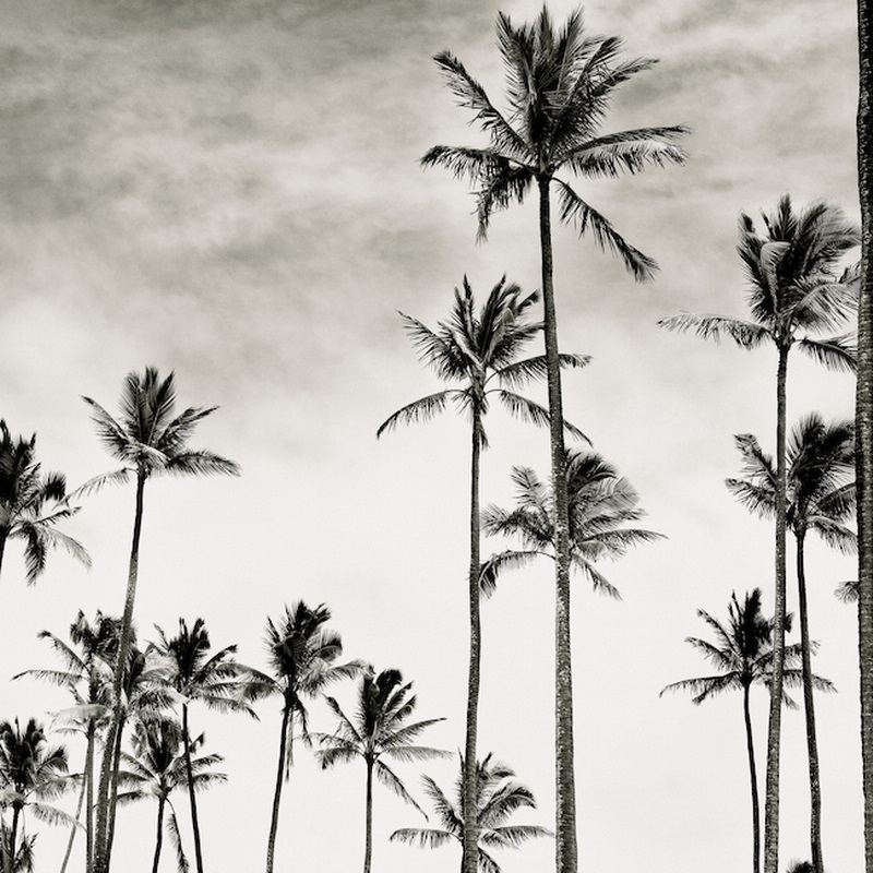 Coconut Palms I Cocos Nucifera Kaunakakai Molokai
