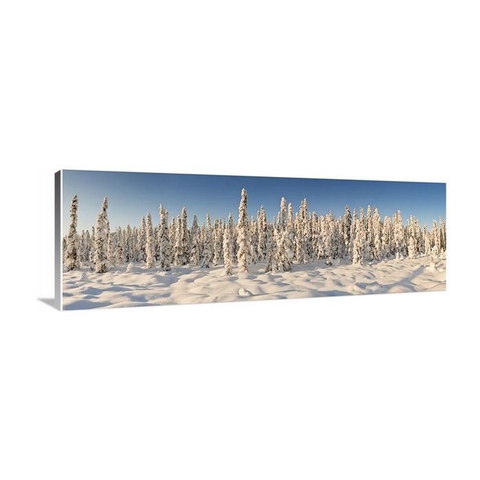 Panoramic View Of Snow Covered Spruce Trees In Late Afternoon Sun Near Chugiak
