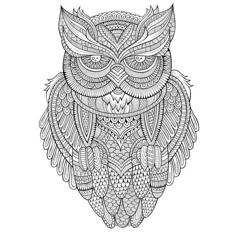 Owl