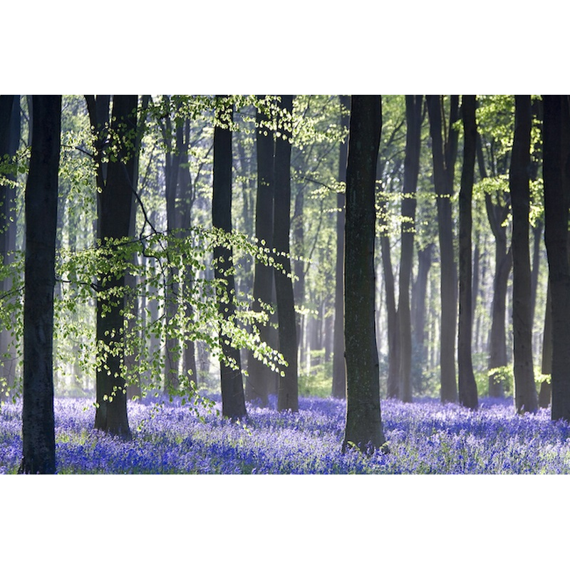 Bluebell Vision