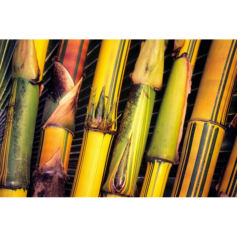 Hawaii Maui Closeup Of Bamboo Stalks