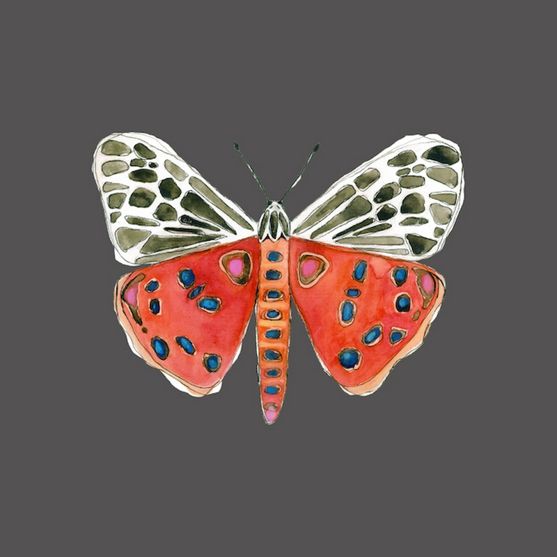 Tiger Moth Gray