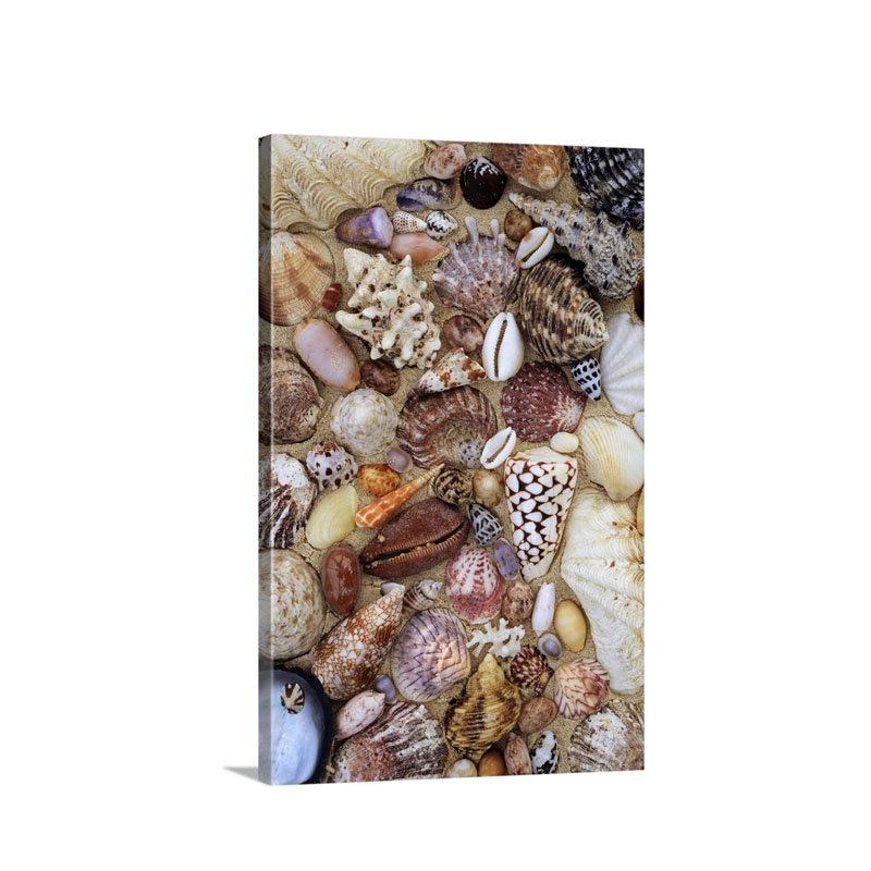 Various Conch Cowry Clam And Other Marine Shells Wall Art - Canvas - Gallery Wrap